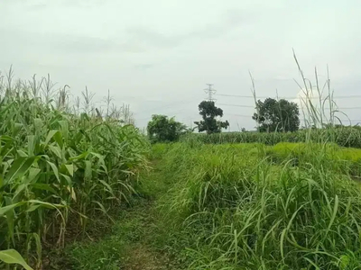 Dijual cash tanah kebon/sawah desa Tonggara, Kedungbanteng