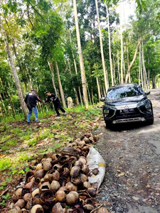 DIJUAL TANAH 3,2 Ha KEBUN JATI 2500 POHON BANTAR GADUNG SUKABUMI