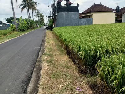 Dijual tanah 6,5 are di kedungu dekat Canggu dan tanah lot