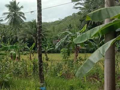 jual sawah didesa pamotan