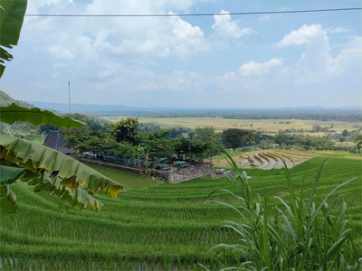 View Sawah dan Cafe Cocok Untuk Villa Tanah Dekat Kopi Ampirono Jogja