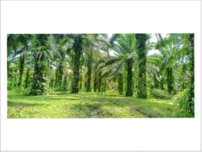 Dijual kebun sawit pinggir jalan poros