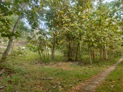Tanah luas 5800m² dekat jalan raya di Wonogiri bonus pohon Jati