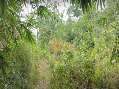 Dijual tanah murah untuk berkebun Duren buah 100K/ meter cigudeg Bogor
