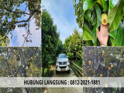 kebun durian dijual 100 hektar dibogor