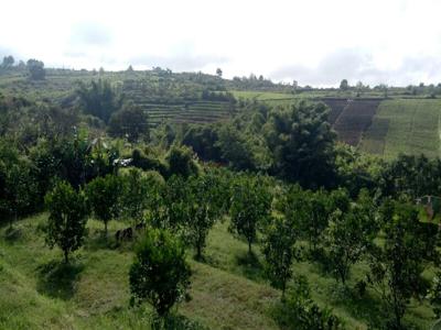 Tanah Kebun Jeruk Dekat Selecta Bumiaji Kota Batu