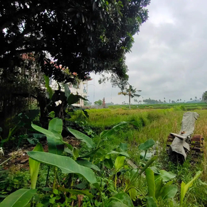 Dijual lahan premium di Ubud view sawah | Stock terbatas