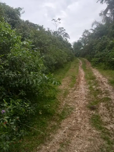 Tanah ladang kebun 1,2 ha/31 rante