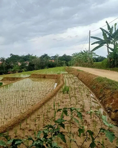Tanah Sawah Murah Pinggir Jalan Desa Pasawahan Purwakarta