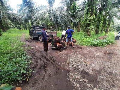 lahan kebun sawit