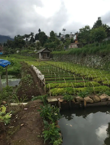 Lahan Kebun Strategis Dekat Happy Farm Ciwidey - Cocok untuk Villa!