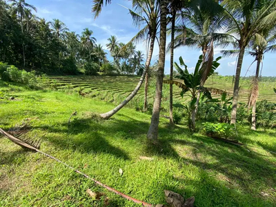 tanah kebun view sawah terasering di tabanan bali