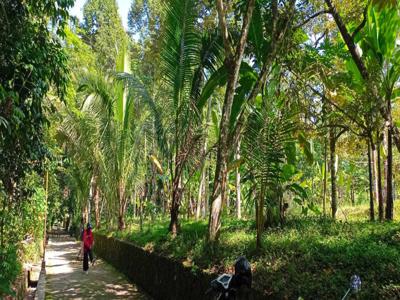 Tanah pekarangan asri murah bonus pohon buah Kemalang,Klaten