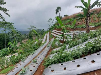 Termurah! Tanah produktif, menghasilkan, tinggal lanjutkan usahanya