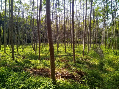 dijual tanah murah cocok untuk peternakan dan perkebunan