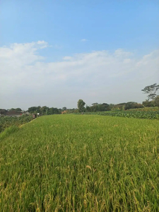 Jual Sawah Strategis & Subur Cocok Jadi Lahan Usaha