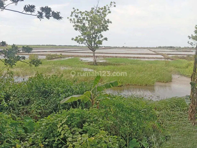 Tanah 30 Hektar di Gebang Cirebon Timur