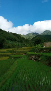 Dijual Sawah berada di ketinggian 700 MDPL