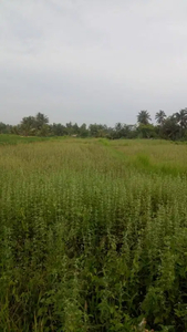 Dijual tanah murah view sawah di Pejeng Ubud