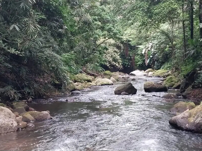 tanah dengan sungai air jernih dan jungle di bali