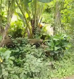 Tanah view jungle dan lingkungan Resort di Payangan Ubud