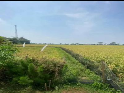 Dijual tanah sawah pasir awi karawang timur