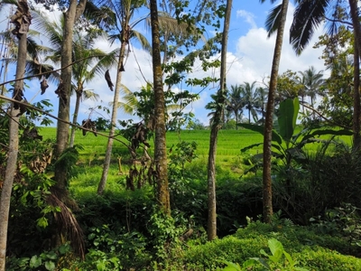 TANAH KEBUN LUAS KECIL VIEW SAWAH INDAH DI BALI.