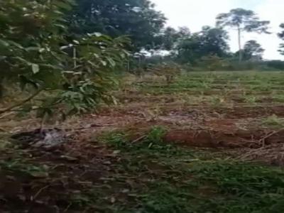Di Jual Kebun Durian Di Mancak Serang Banten