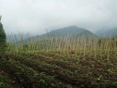 DIJUAL KEBUN PALA WIJA DI
WISATA PURWAKARTA (SHM).