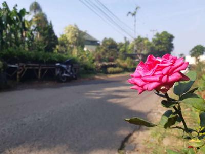 Kapling Siap Bangun Area Cigugur Girang 3 Jutaan/m2 Hadap Selatan