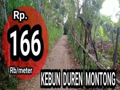 KEBUN DUREN MONTONG