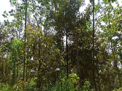 Tanah Kebun Durian Murah di Malang