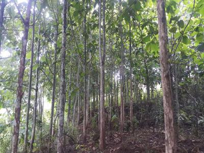 Tanah murah bonus pohon jati di Merjosari Malang