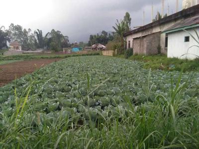 Tanah pertanian strategis dan luas di Pujon Kab Malang