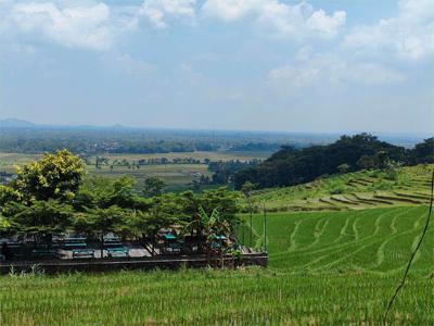 Tanah Viral 50meter KOPI AMPIRONO Wisata Menoreh