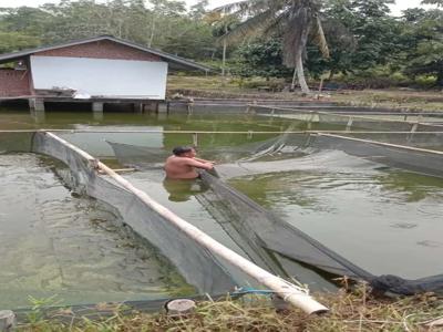 Lahan dengan fasilitas 3 kolam ikan dan 1 pondok lengkap dgn tanaman