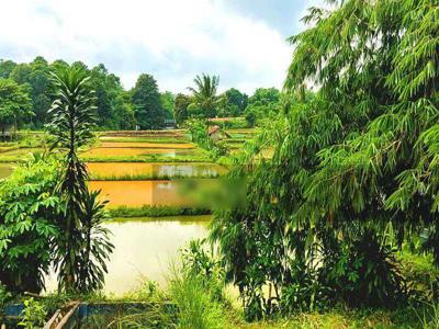 Tanah Dijual Kolam Ikan Siap Pakai Luas 690 M2 SHM Di Ciseeng