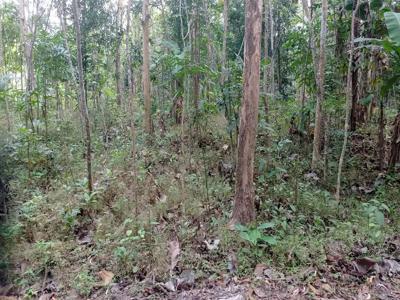 Tanah Pekarangan 1,8 Hektar Kulon Progo