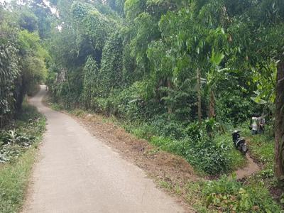 Tanah Kebun Duren 1800 M2 serang petir Banten ada 16 batang