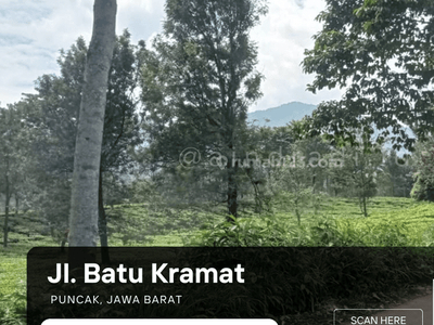 Dijual Tanah di Puncak, Pemandangan Perkebunan Teh Puncak