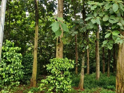Tanah Kebun Jati 95 Pohon di Setu Bekasi Zona Perumahan