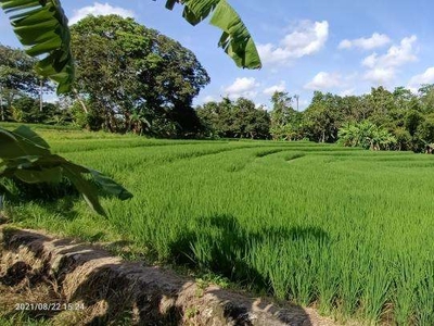 Tanah view sawah dekat Canggu dan Tanah Lot Bali