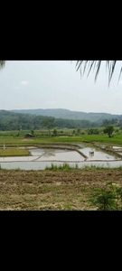 DI JUAL TANAH SAWAH MURAH