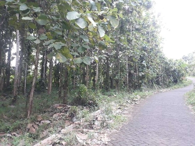 Dijual Kebun Jati Siap Panen di Desa Gombolirang, Kabar - Banyuwangi