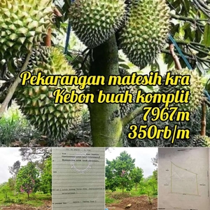 Kebun buah di jual murah Karanganyar