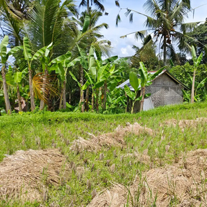 Dijual tanah di Ubud view cantik Jungle Abadi, lembah dan sungai