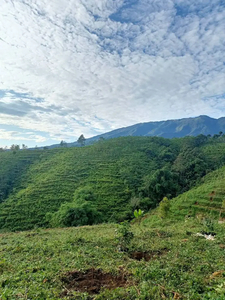 Dijual Tanah Harga Bagus Kabupaten Batang - Jawa Tengah