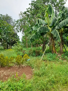 Tanah darat / kebun parung Bogor