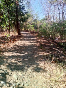 Tanah Kebun Rata Dan Padat Pinggiran Kota