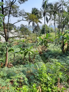 Tanah di jual cepat di gunung geulis sukaraja dekat rainbow hill golf